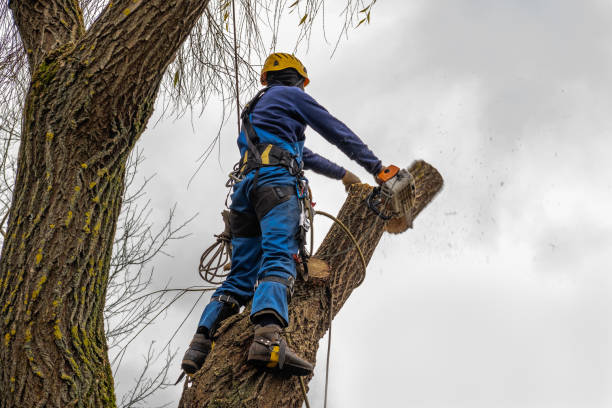 Emergency Storm Tree Removal in Northview, MI